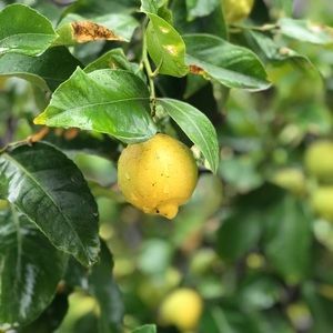 Meet your Posher, Alveen